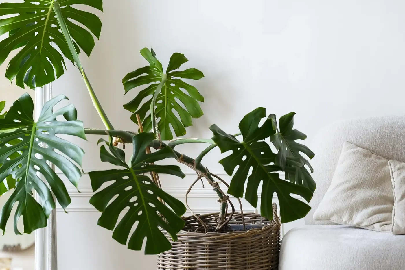 Monstera im Weidenkorb neben Sofa