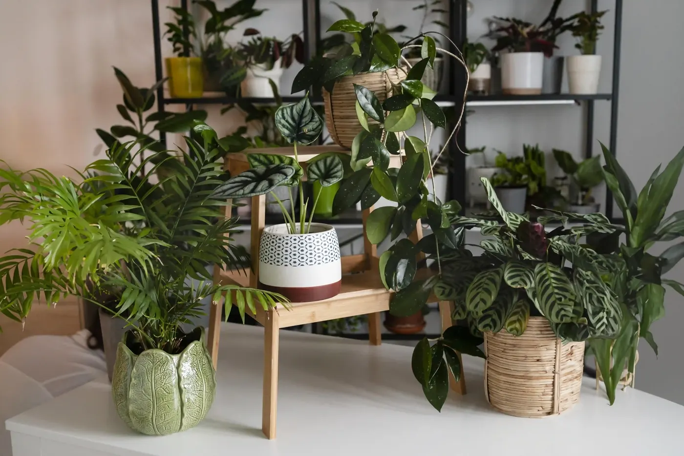 Monstera in hellem Wohnraum