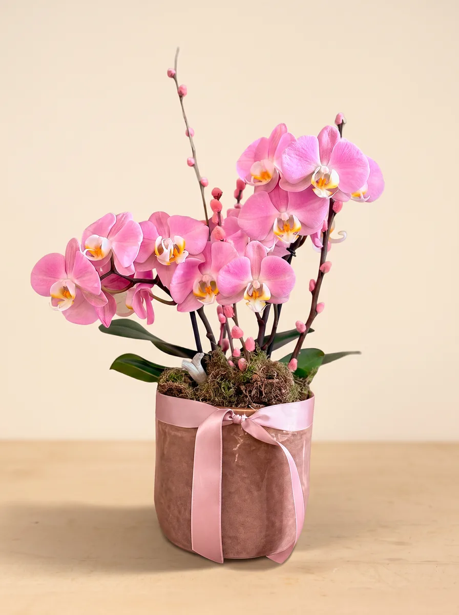 Orchideen im Gefäss