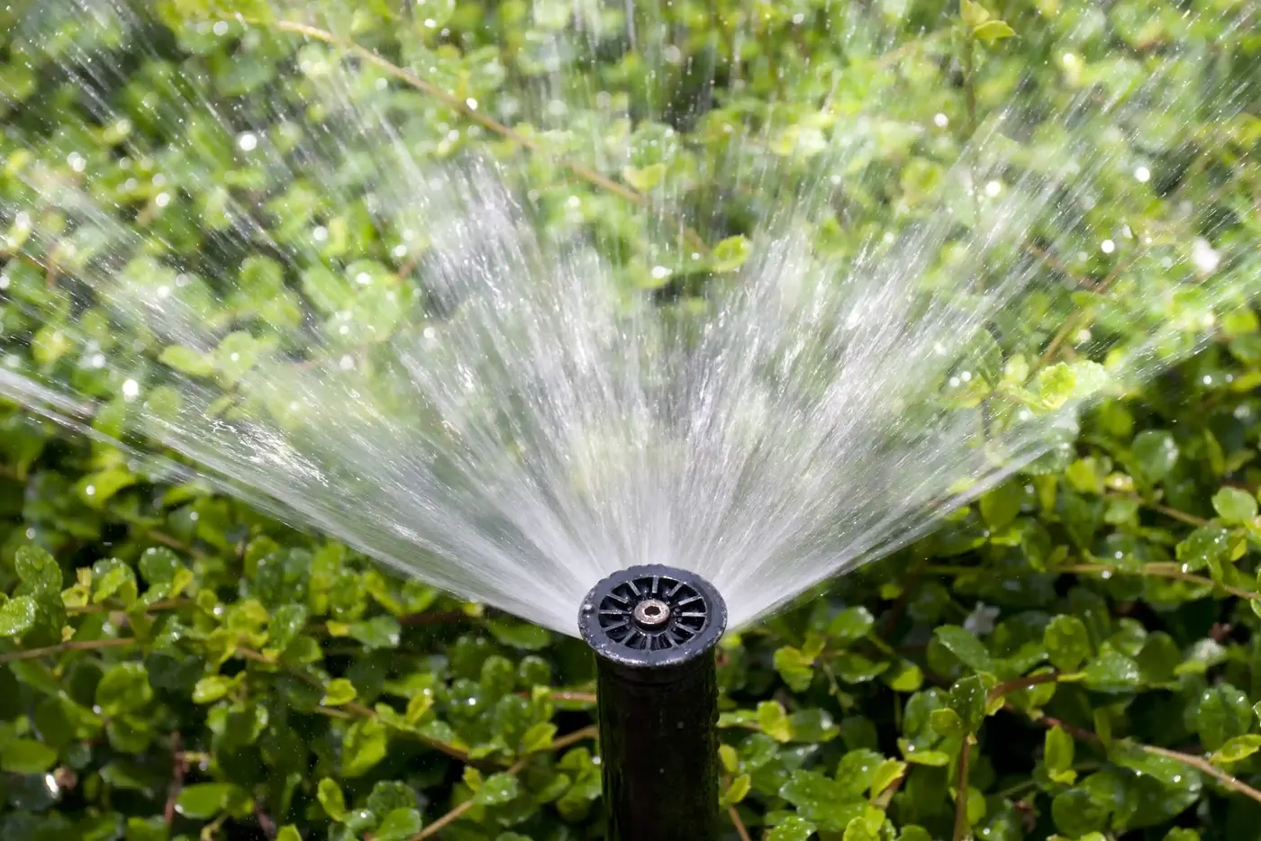 Sprinkler bewässert Bodendecker
